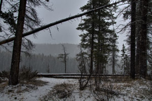 Pines with a View to the Foothills