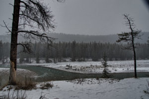 Pines and the Athabasca River