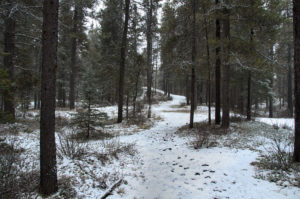 Path in the Pines