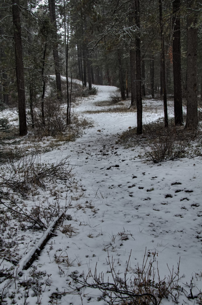 Path in the Pines 2