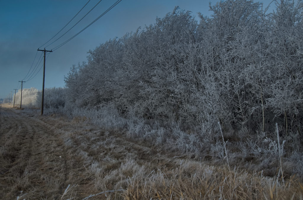 Light on Trees