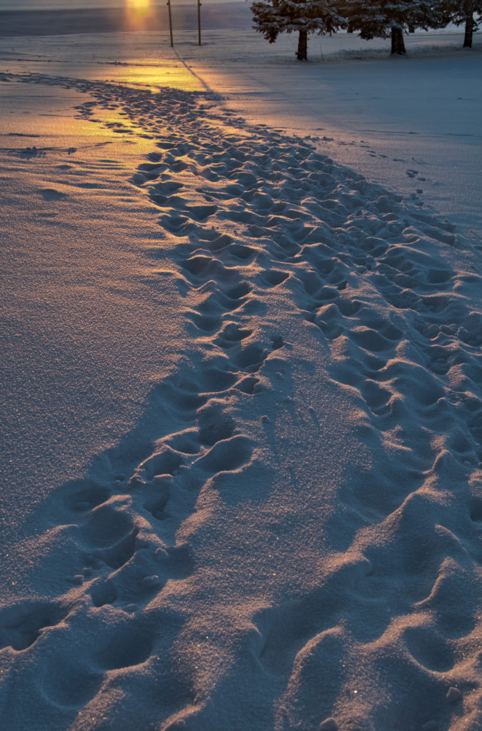 Path in the Snow