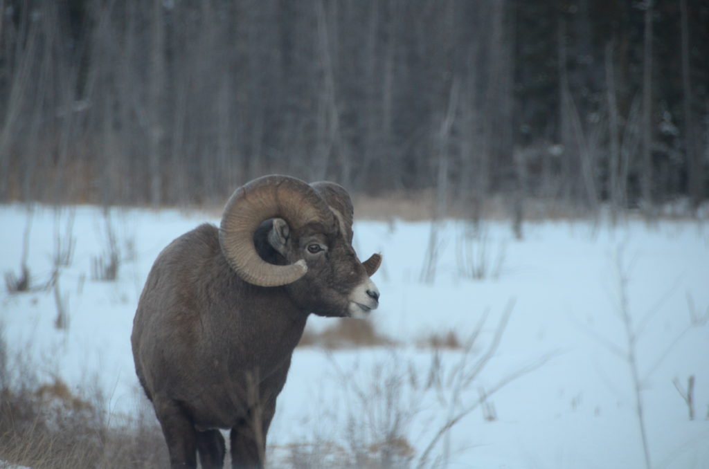 Big Horn Sheep Looking