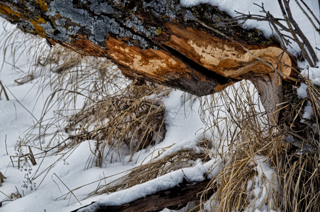 Beaver Bites